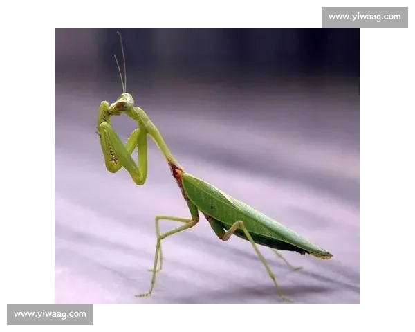 终点线前的 “螳螂”：跑者的失控与释放